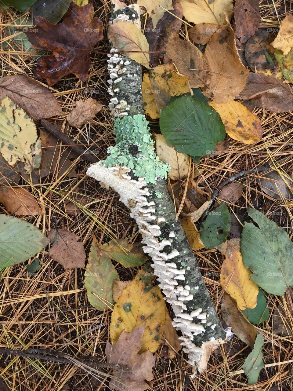 Green and white lichen