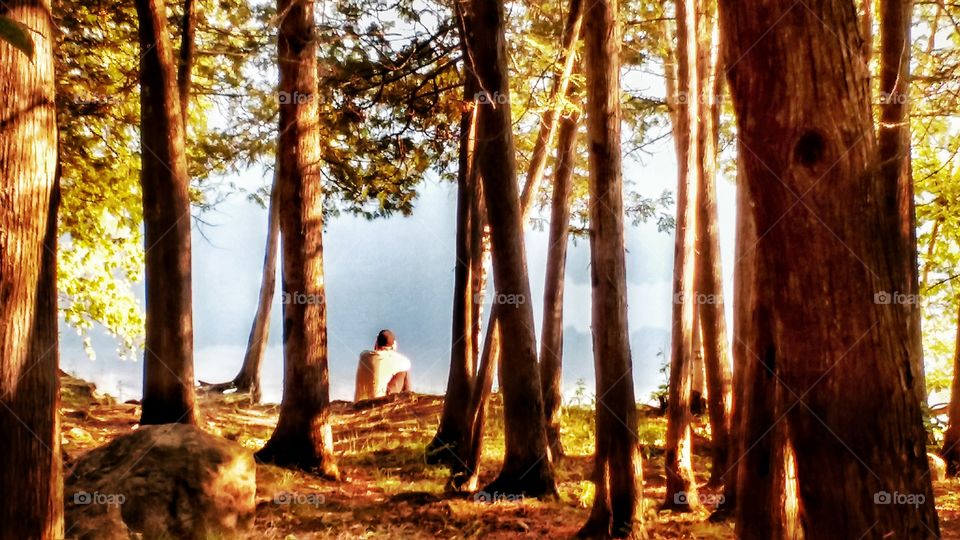 Tree, Wood, Nature, No Person, Landscape