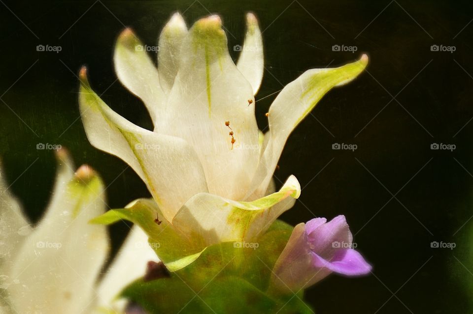 Summer flowers 