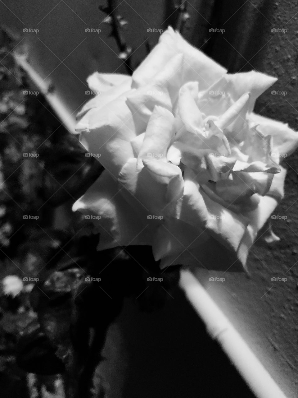 black and white
beautiful rose