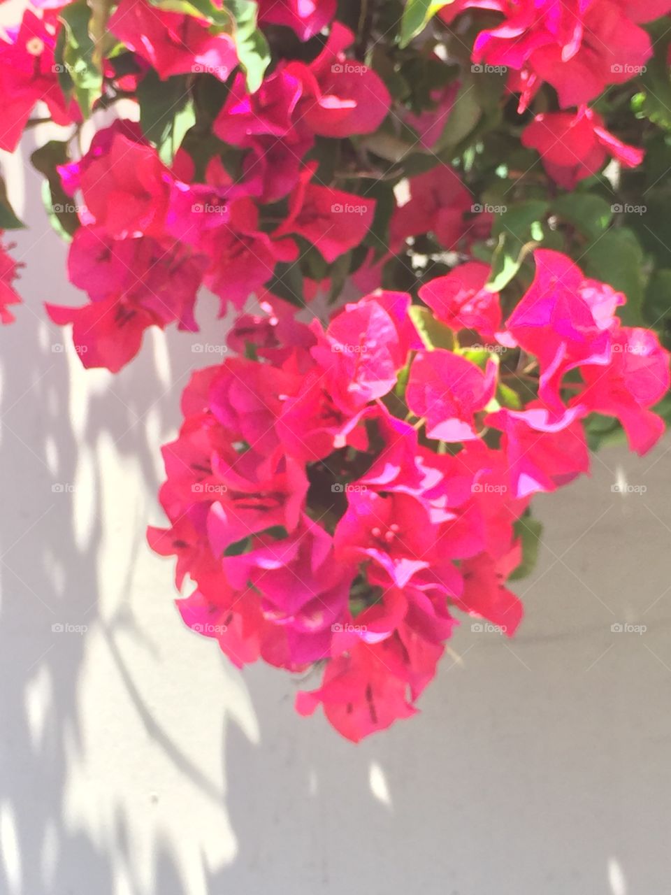 Flowers in Cali