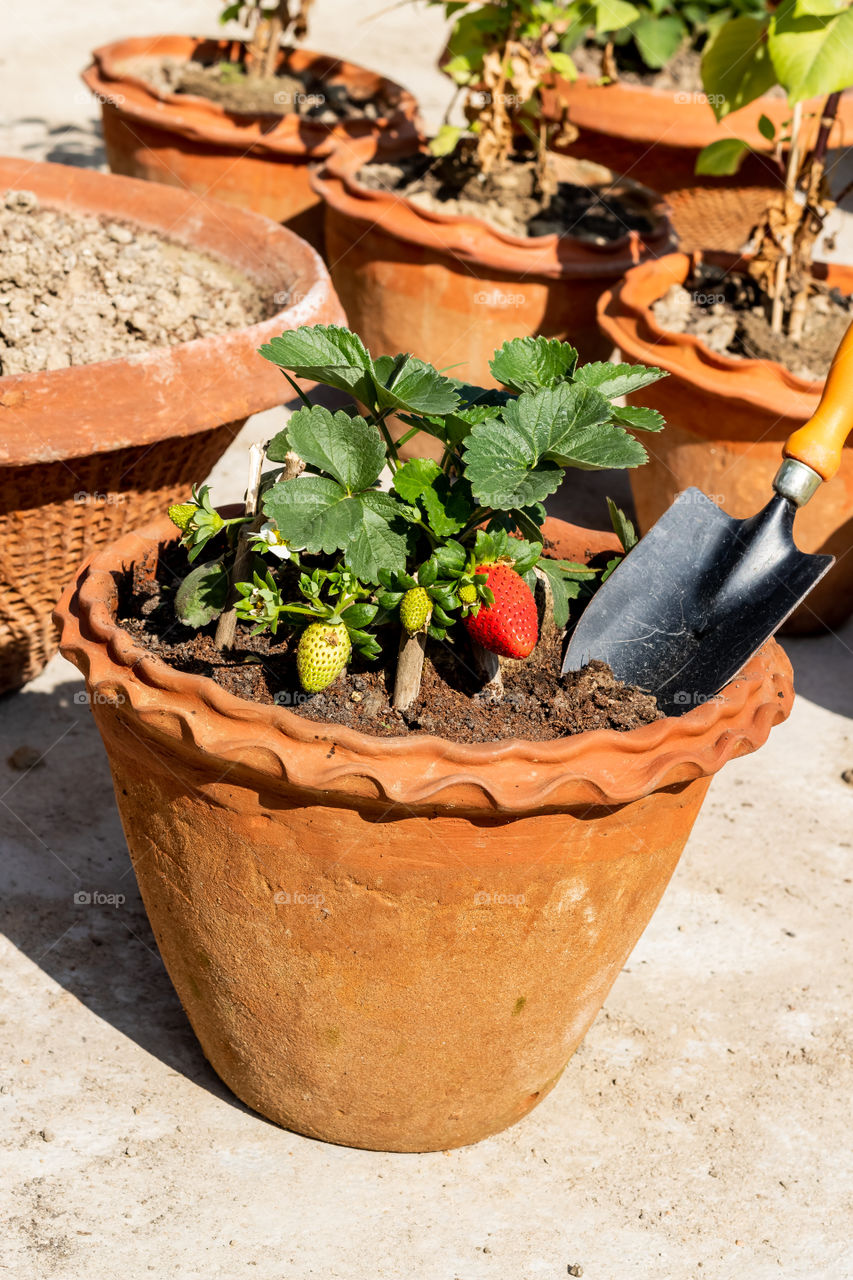 Gardening