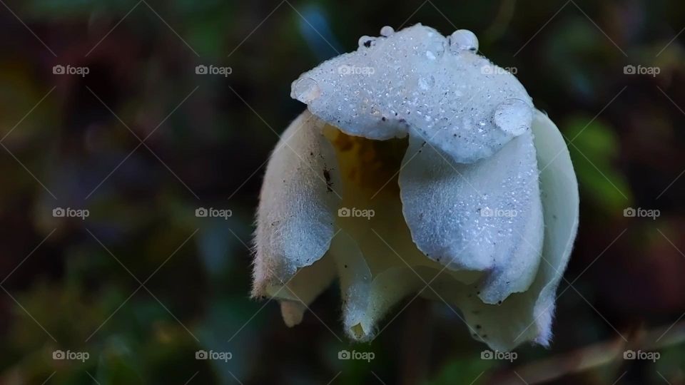 Macro photo of flower growing in the garden