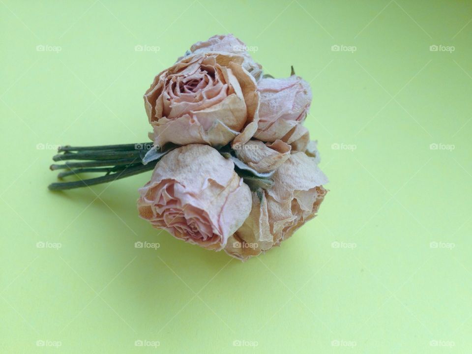 Dry mini roses on bright lemon color background 