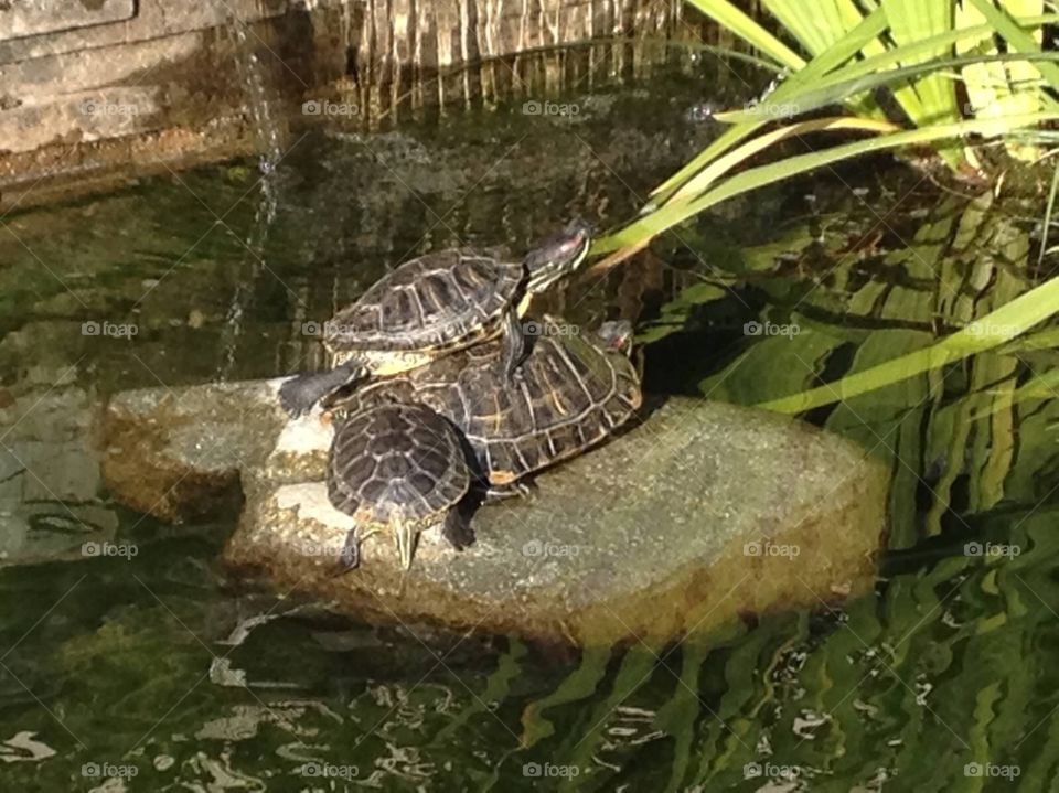 Turtles (2)