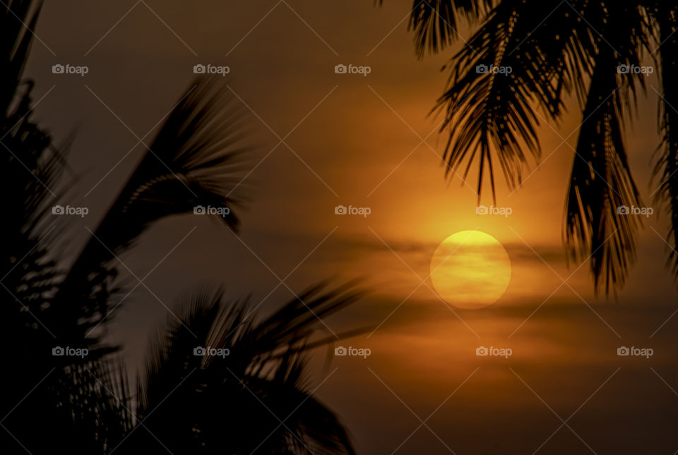 The golden light of the sun and clouds in the sky with the shadow of the coconut trees.