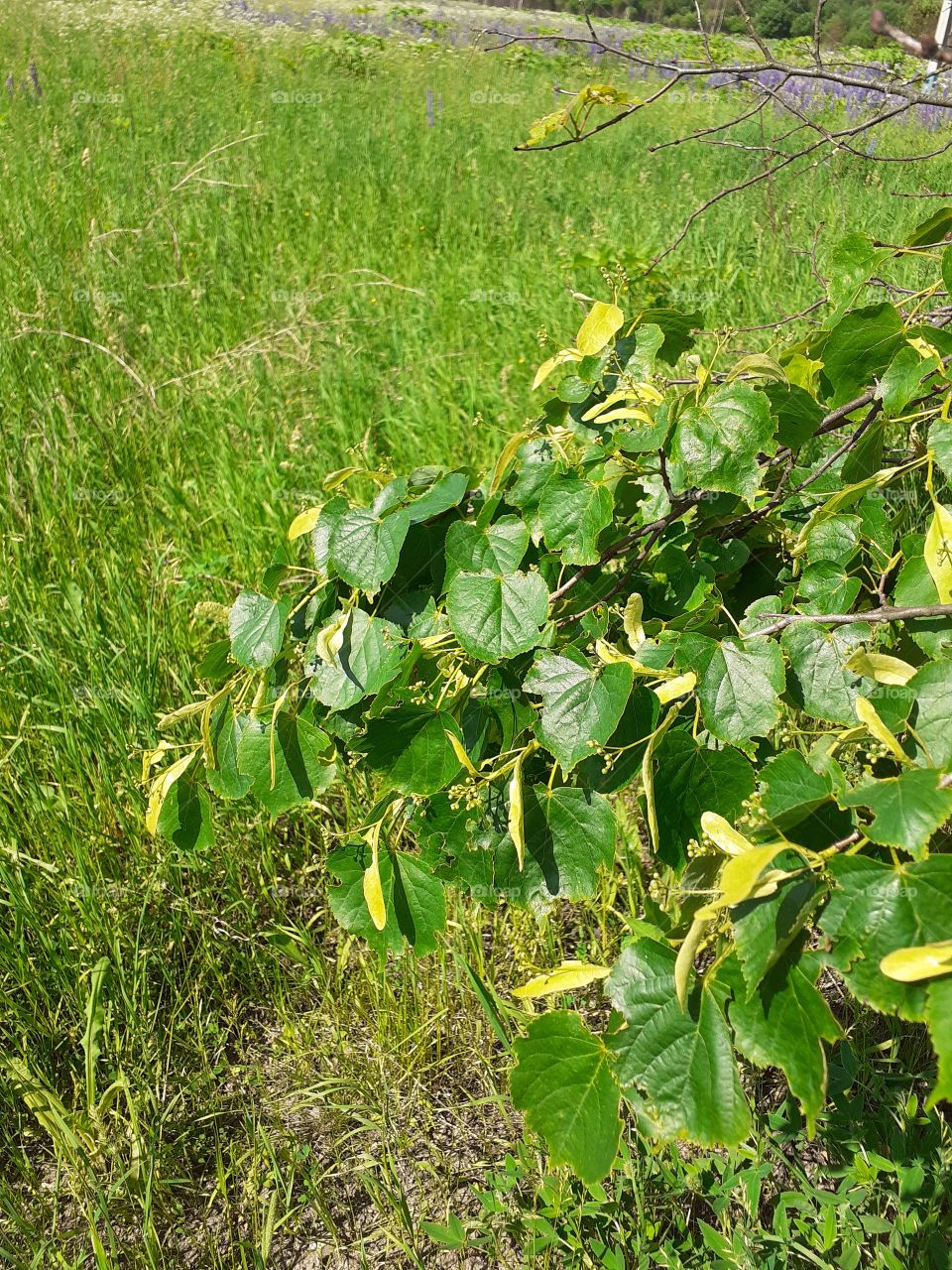 дерево липы