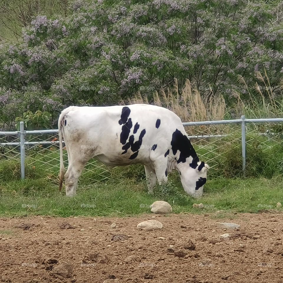 Dairy cows at Chulu Ranch in Beinan Township