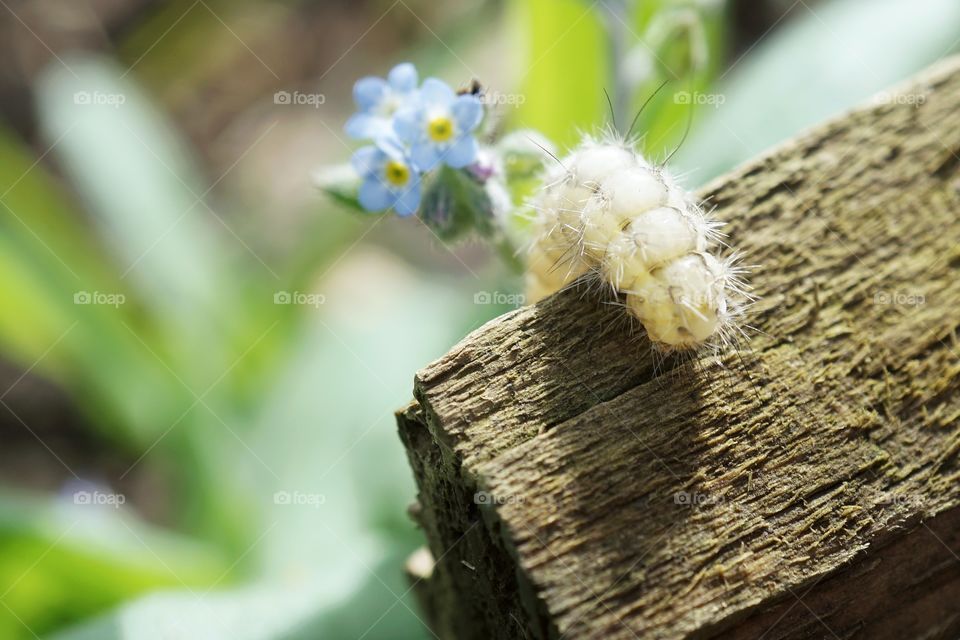 Furry Caterpillar 