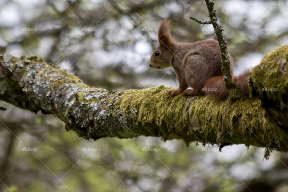 Cute squirrel sitting on a tree branch  - söt ekorre sitter på trädgren 