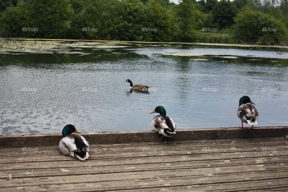 Ducks look for swimming goose