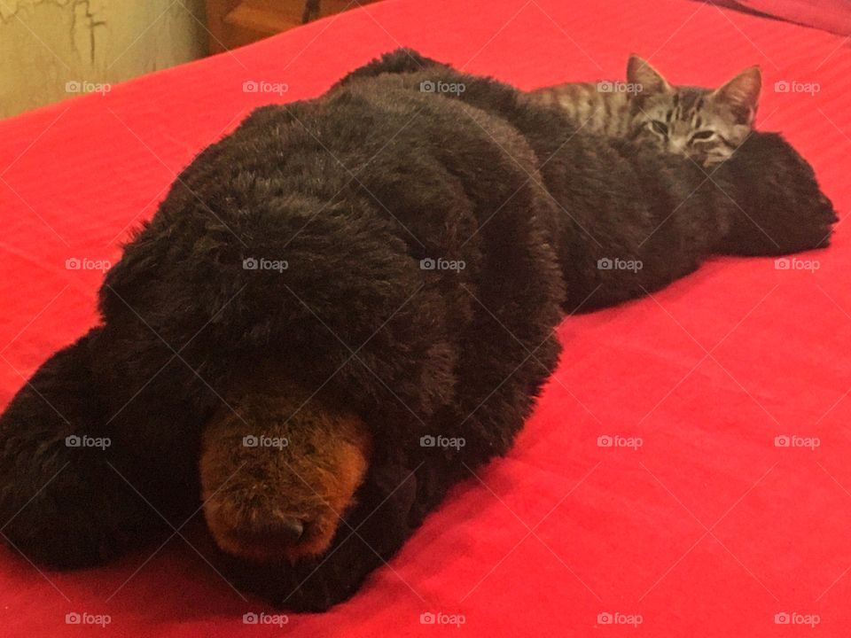 Kitten and bear