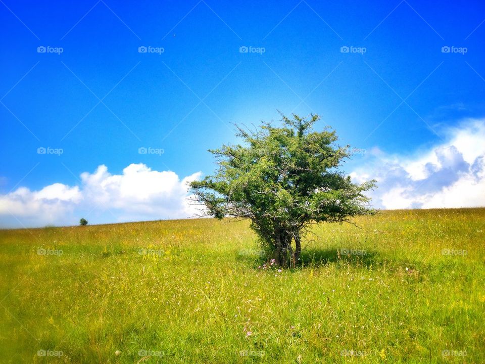 lonely tree