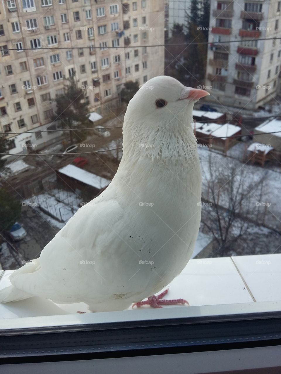 Pigeon 2