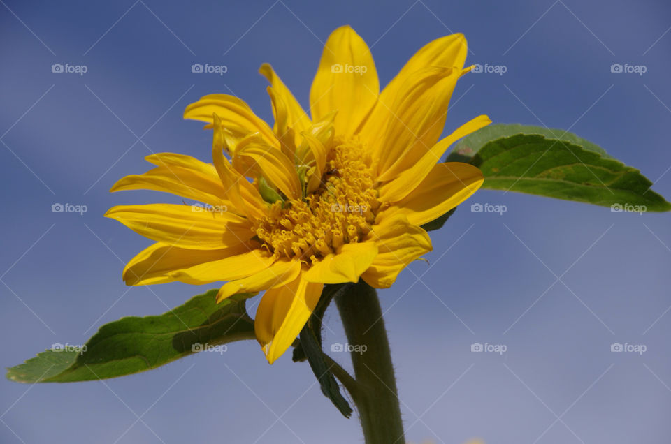 sky yellow nature flower by seeker