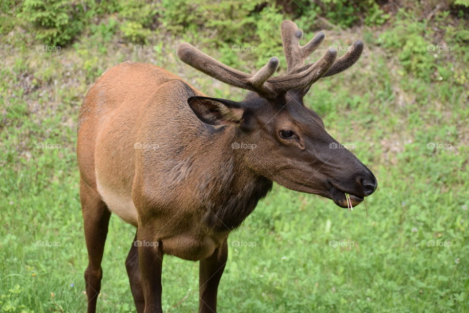 bull elk in the wild