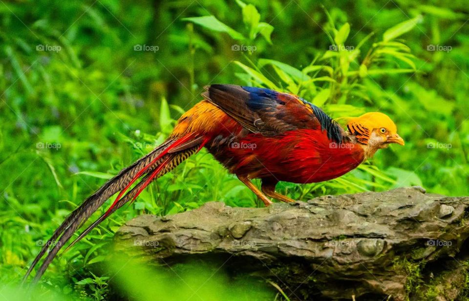 Colors in the Collision of Plant and Animal Spirits in Nature