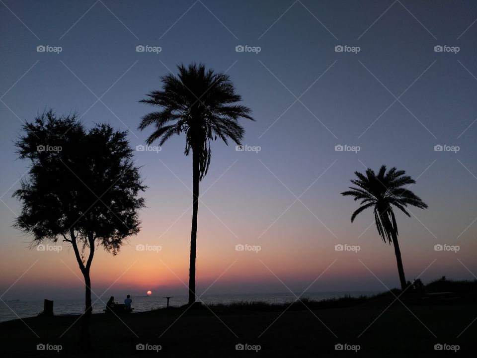 No Person, Sunset, Sun, Dawn, Tree