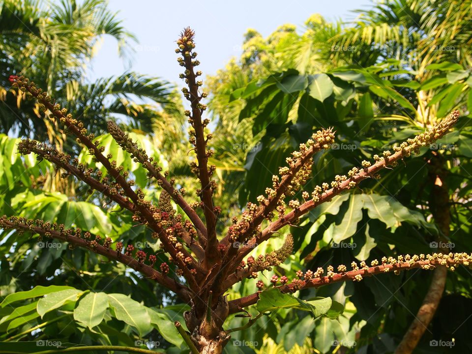 Umbrella tree