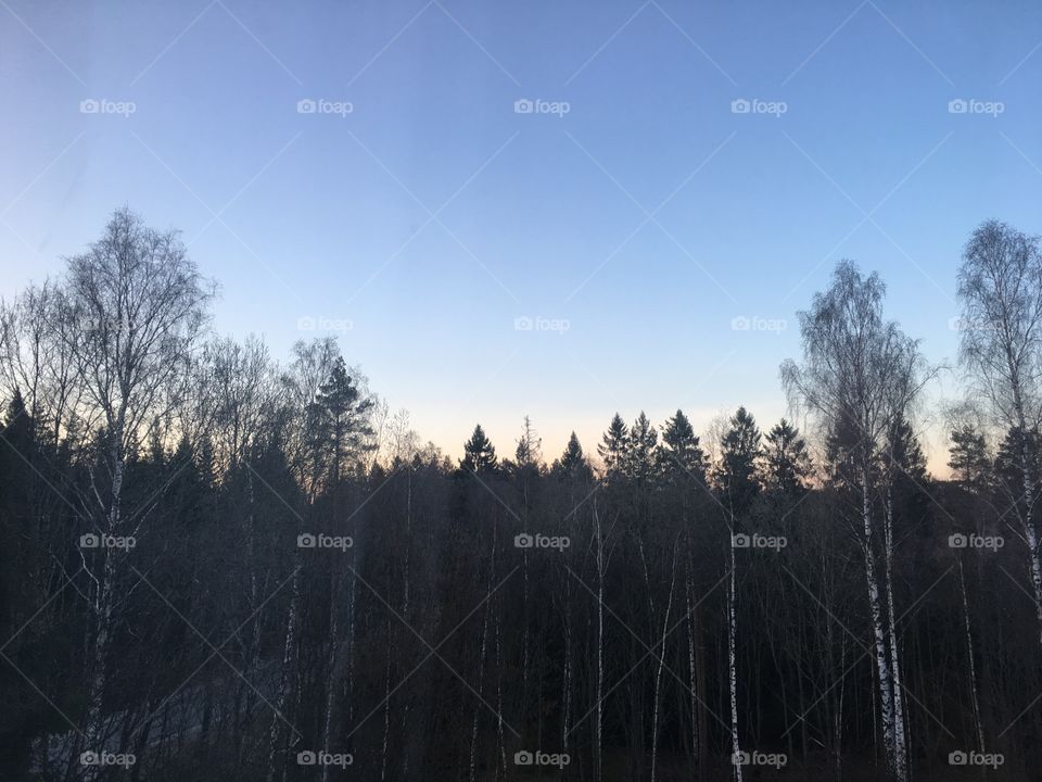 Sunset over the trees at early spring in the forest