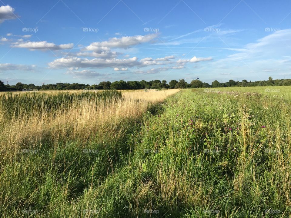 Field in Summer 