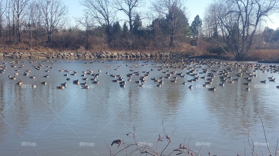 Bird, Goose, Winter, Water, No Person