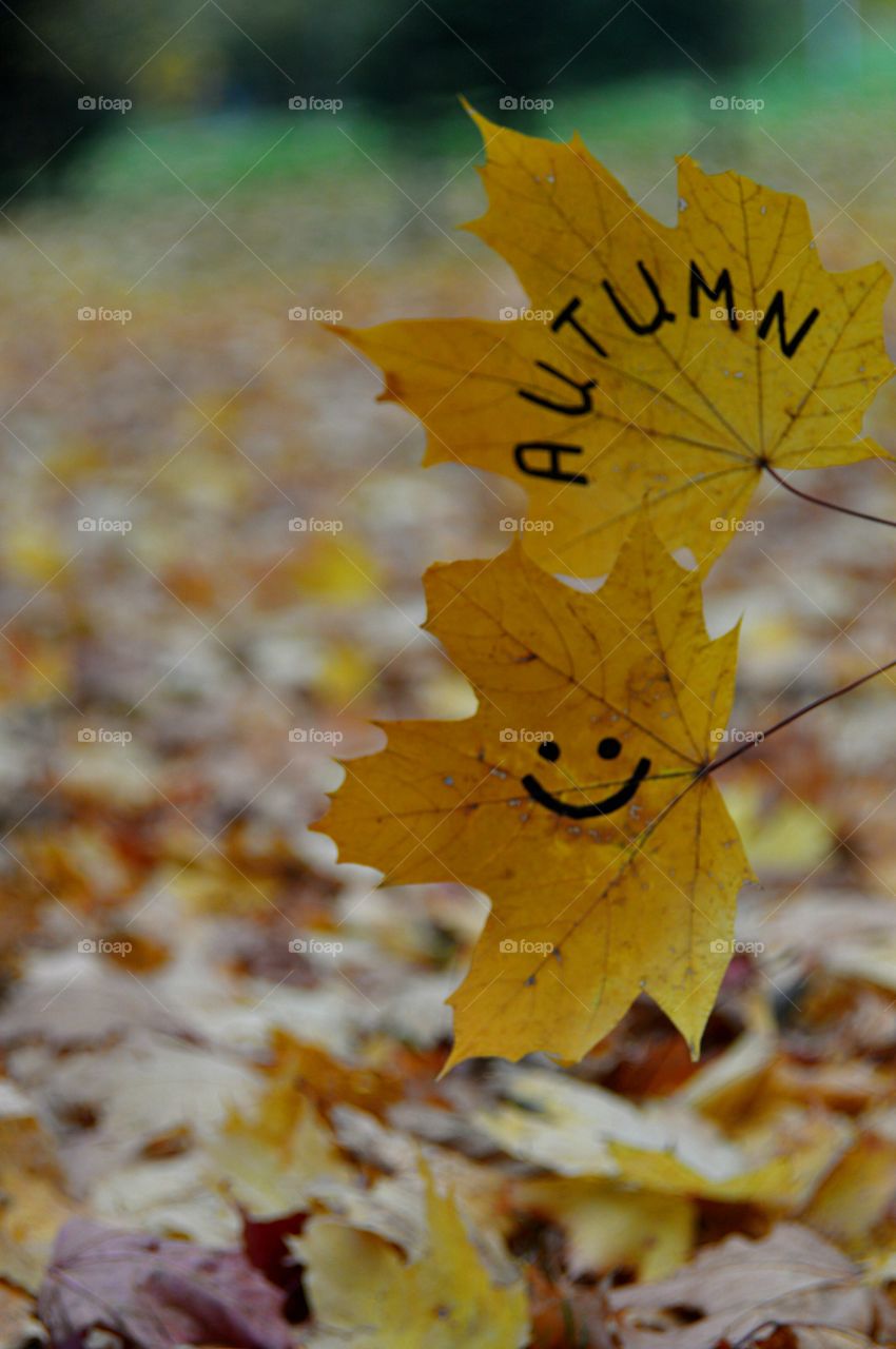 Yellow maple leaves