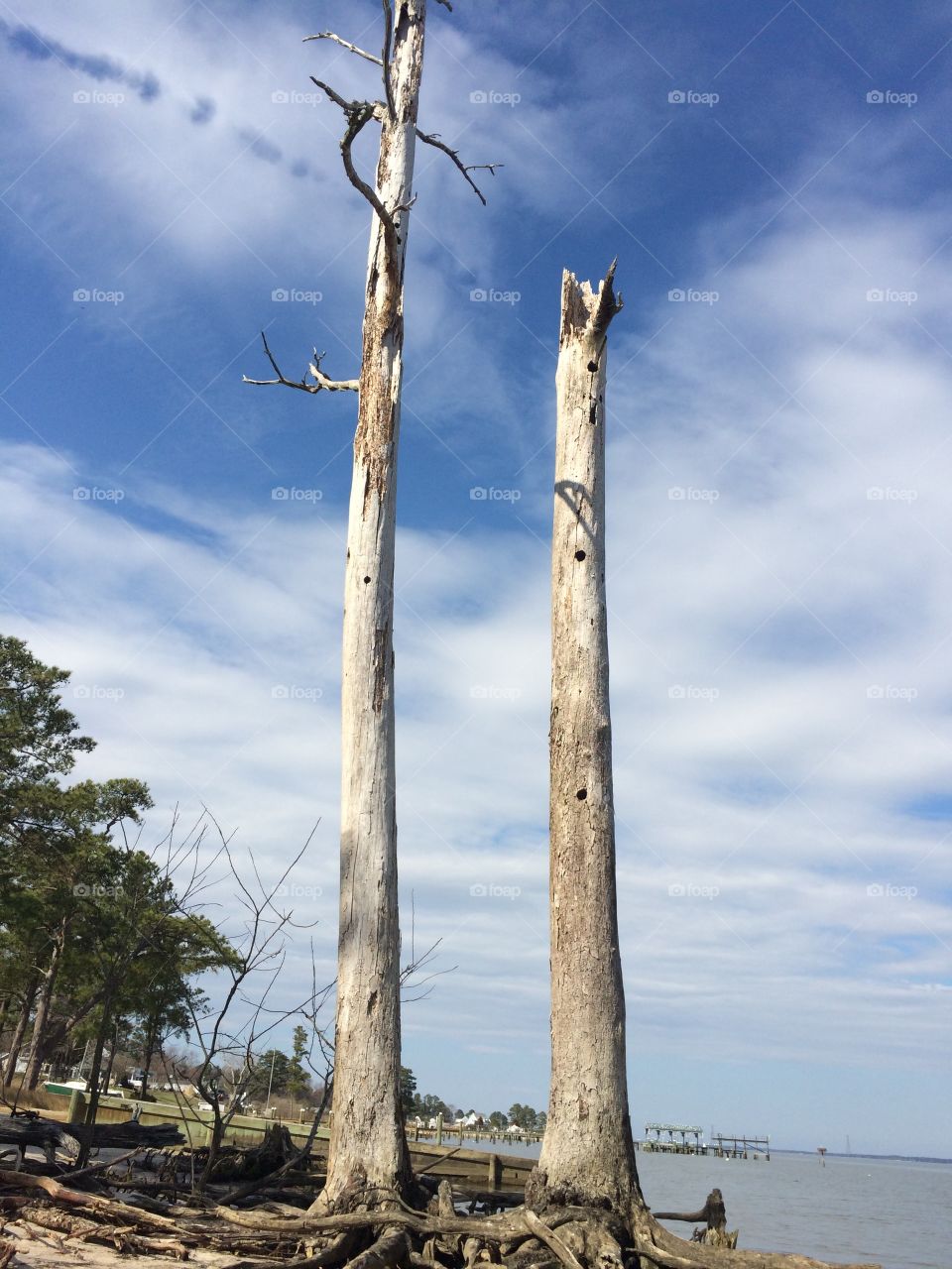 Dead trees