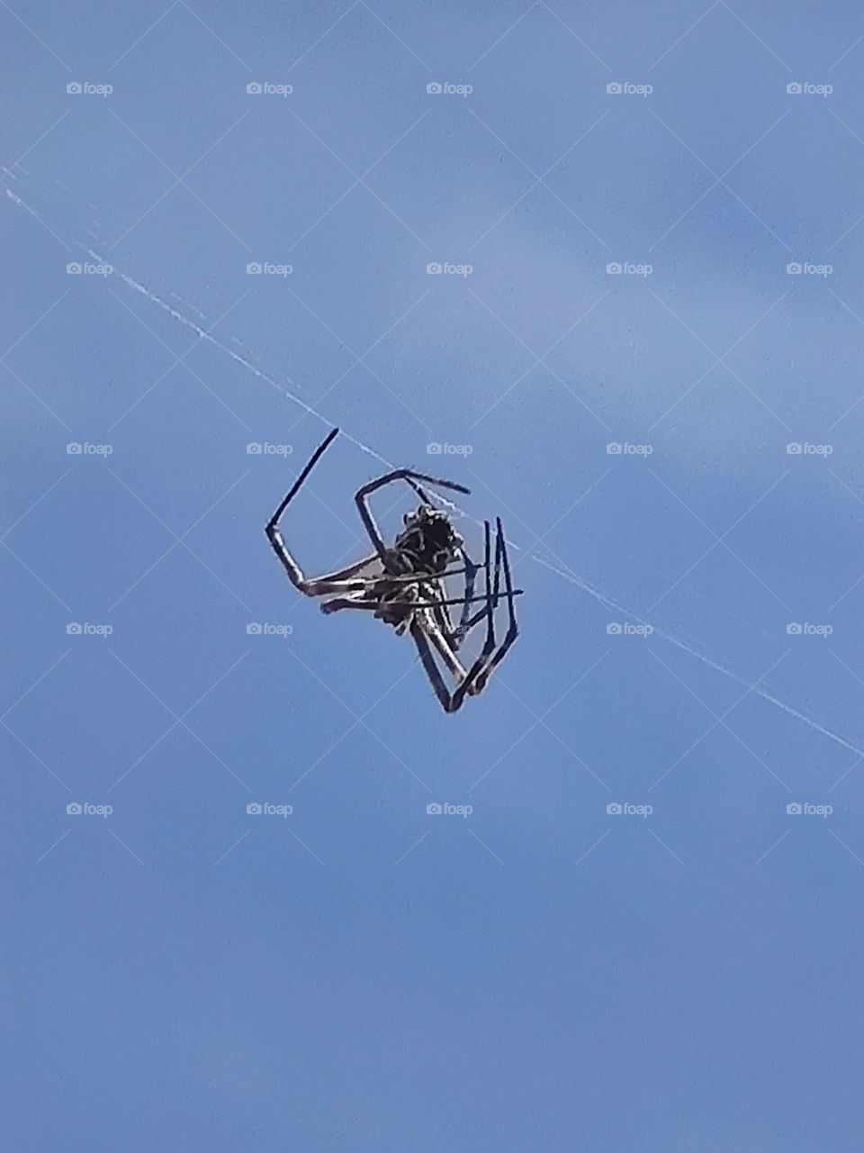 Spider on its web