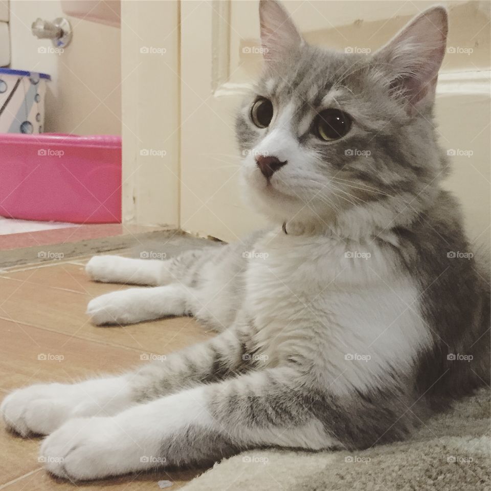 Emu the Kitten is Curious 