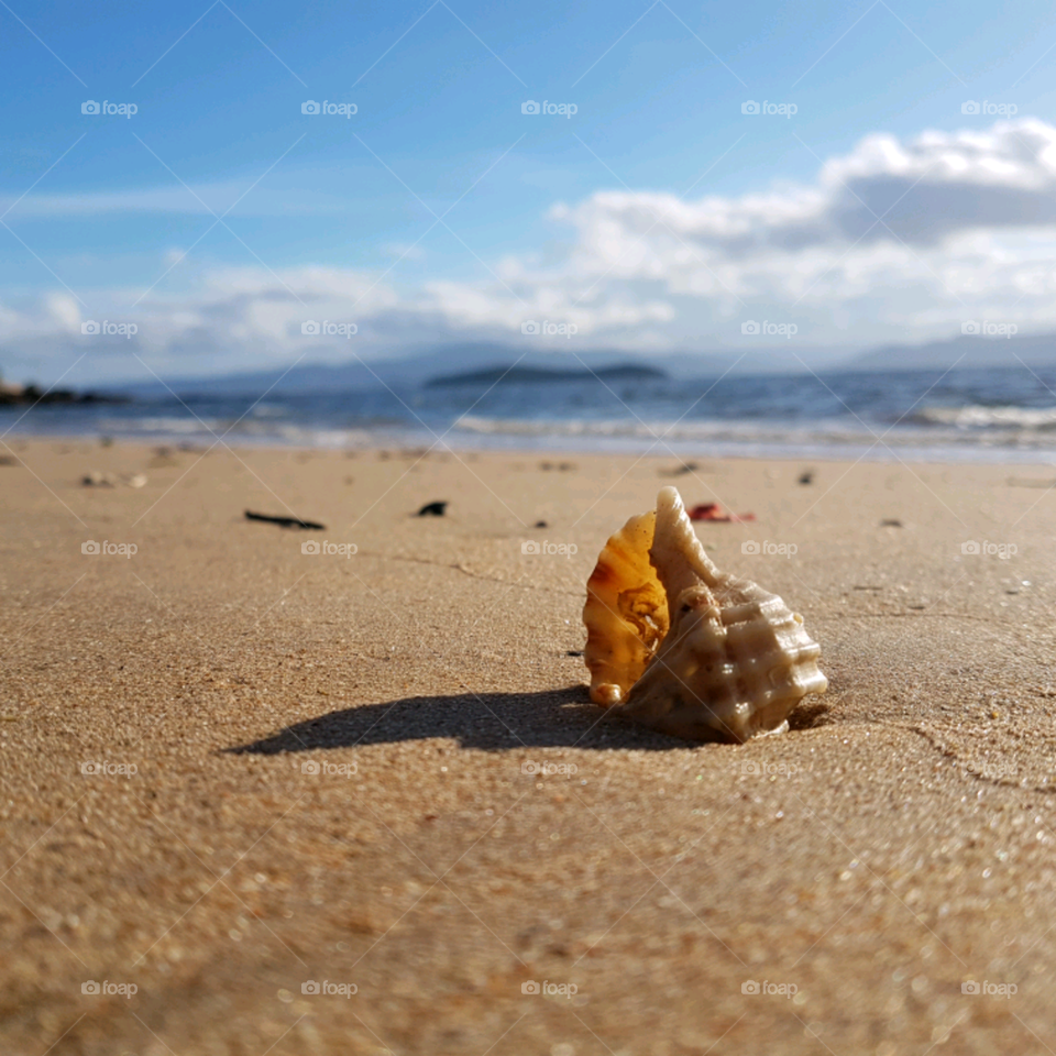 Shell on the beach