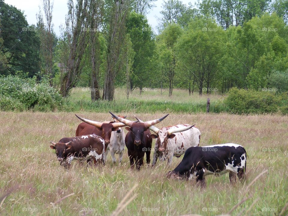 Texas longhorns