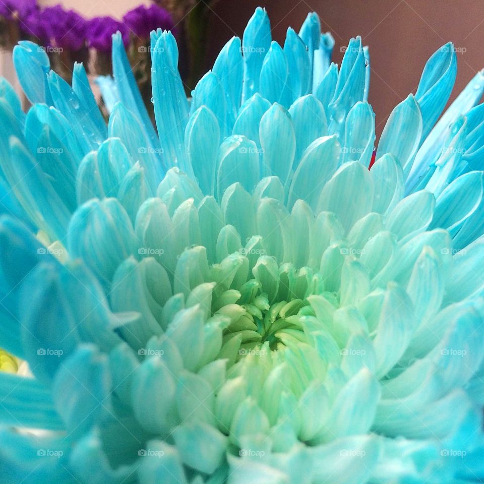 Light blue flower 