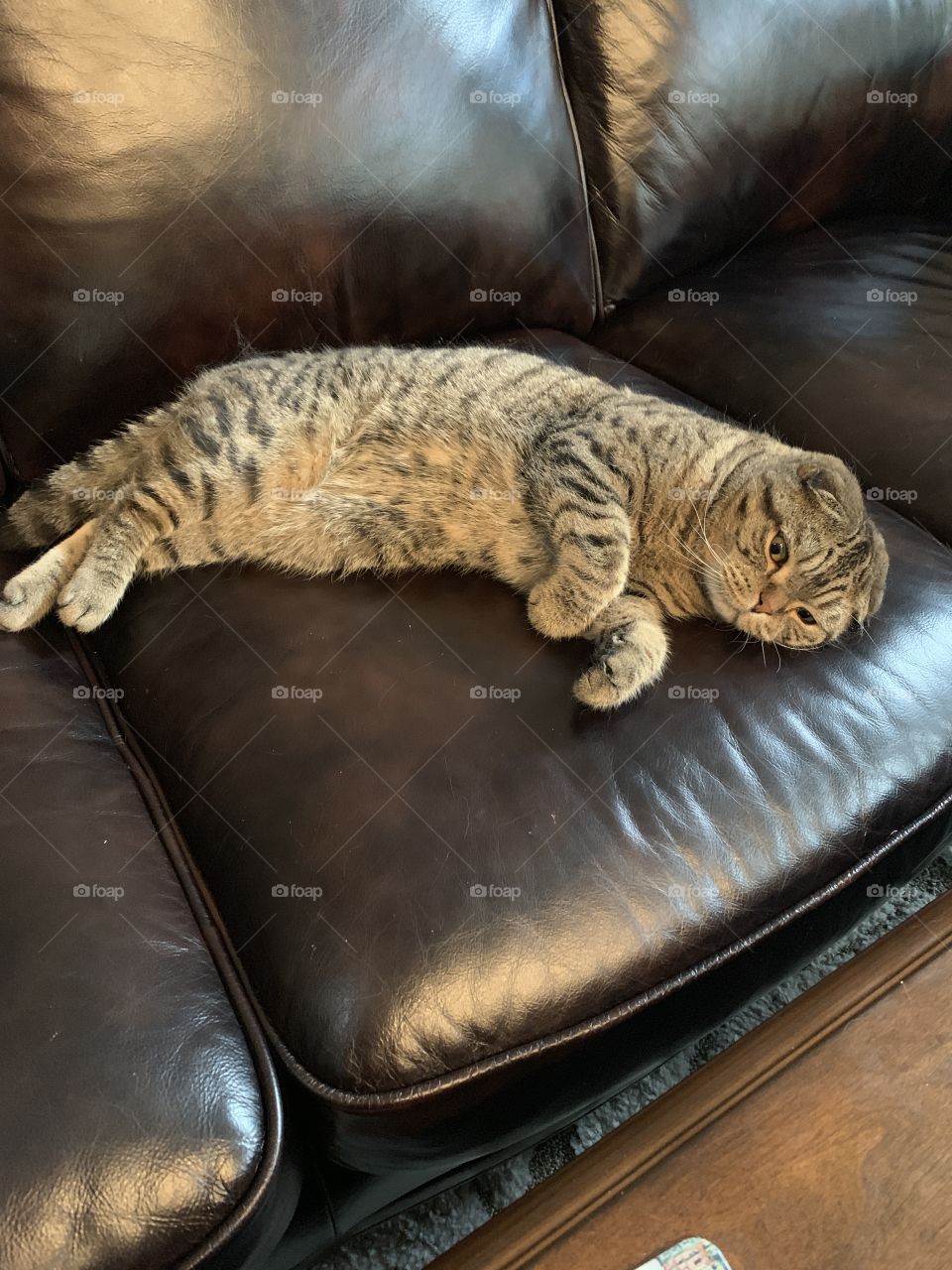 Our Tiger cat relaxing