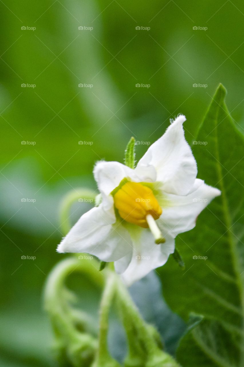 Potato plant blossom