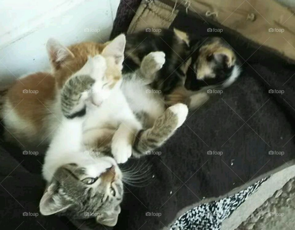 crazy lazy cats