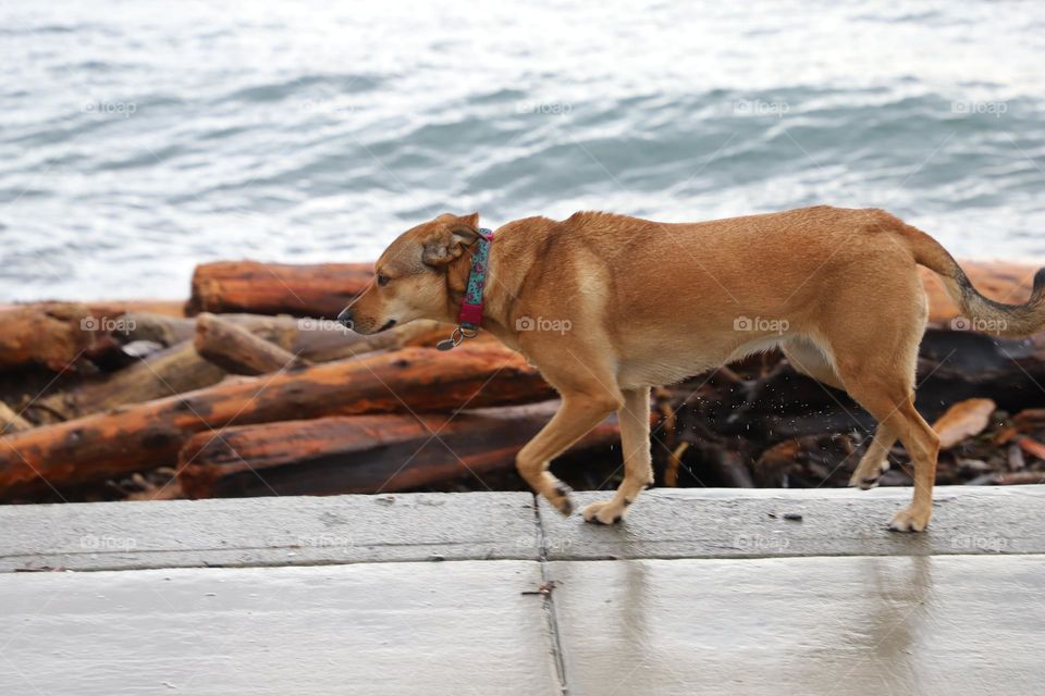 Dog running by the ocean 