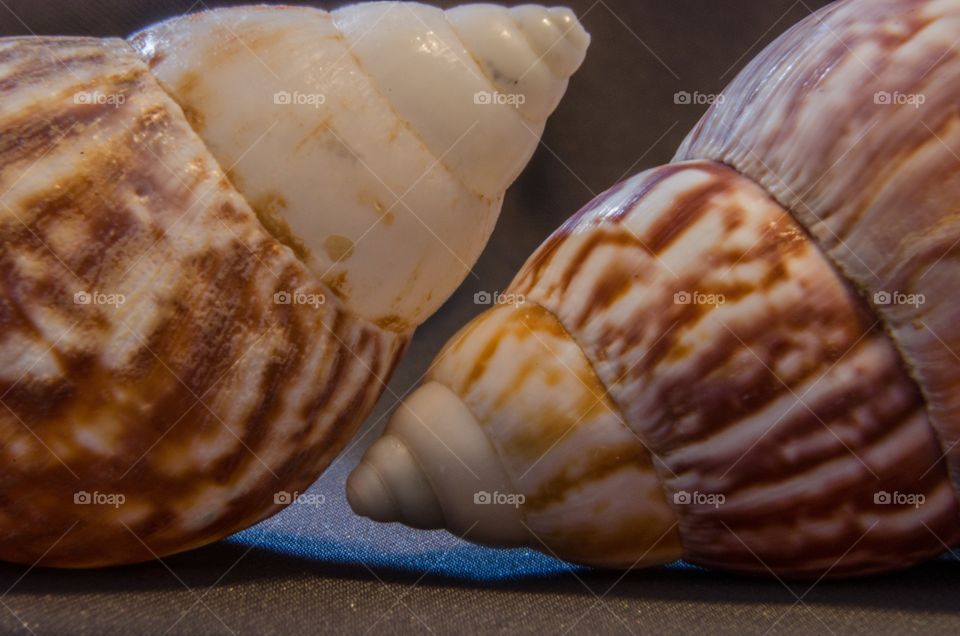 Seashells