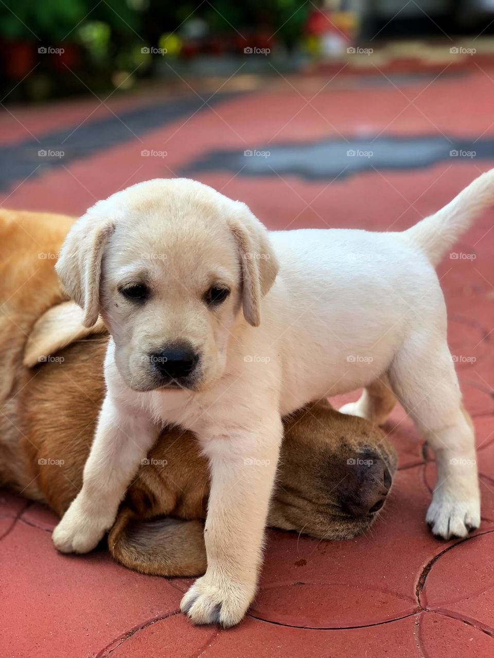 Wake up let’s go for a walk 