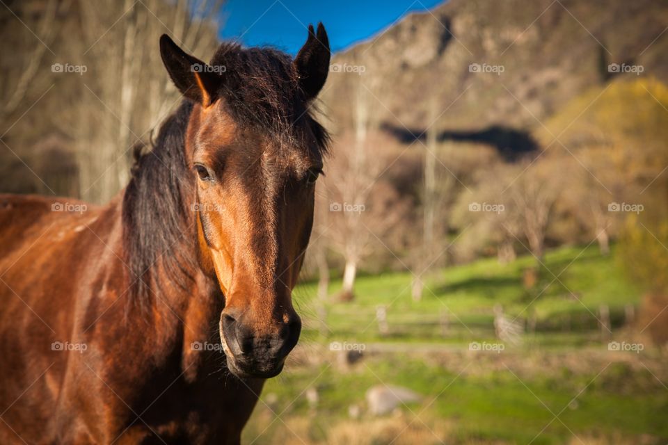 Brown majestic horse on green valley