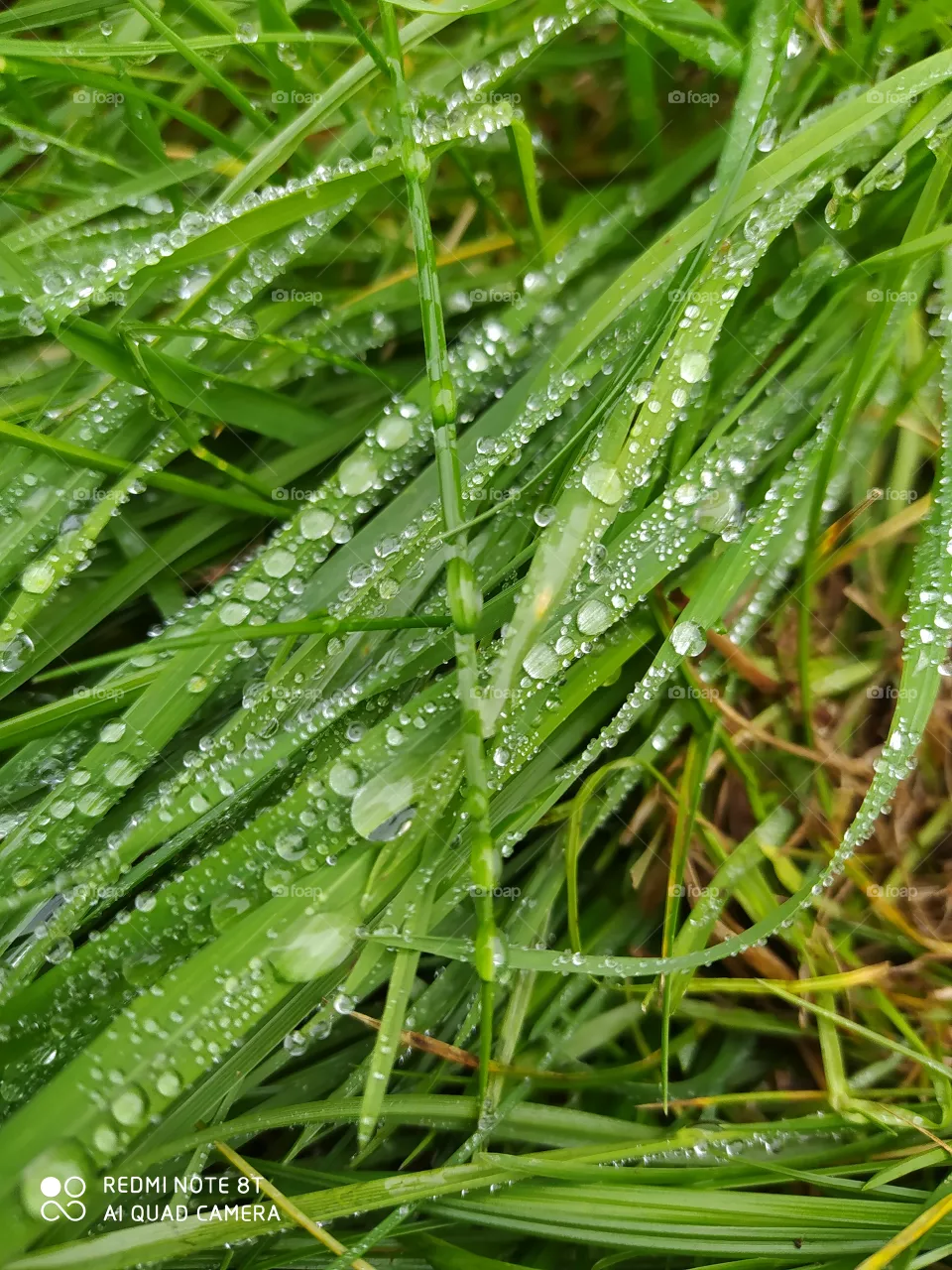 wet grass