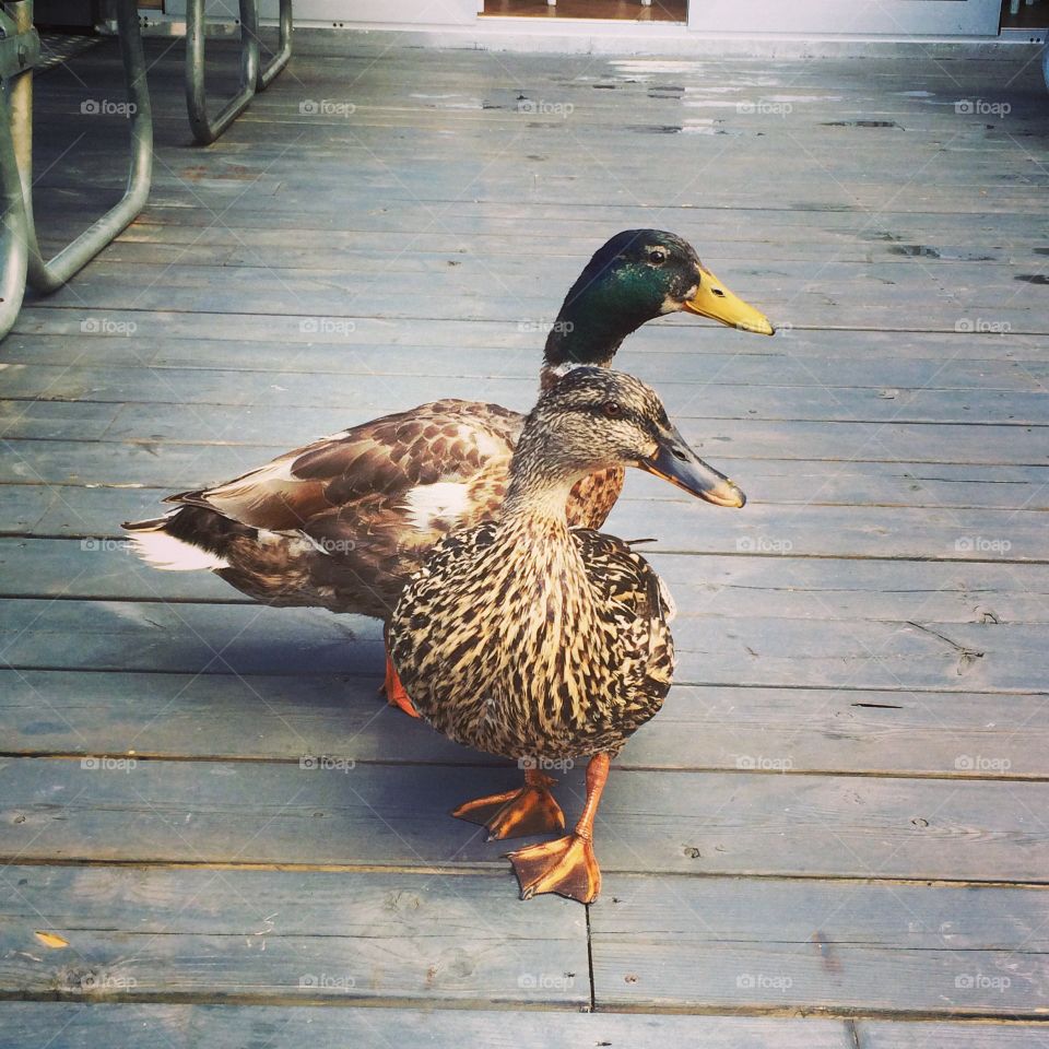 Pair of mallard duck on wooden floor