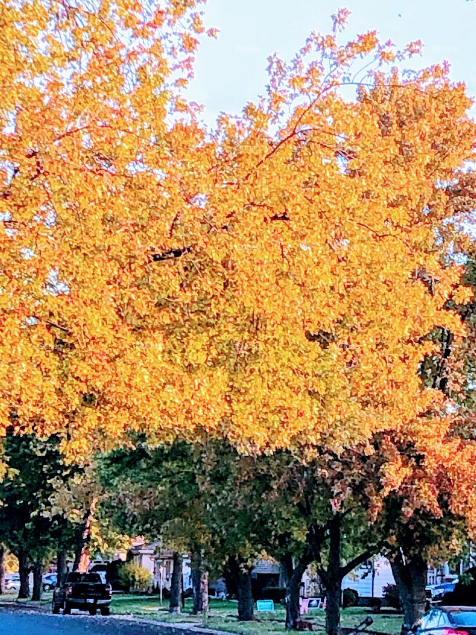 Beautiful fall trees 