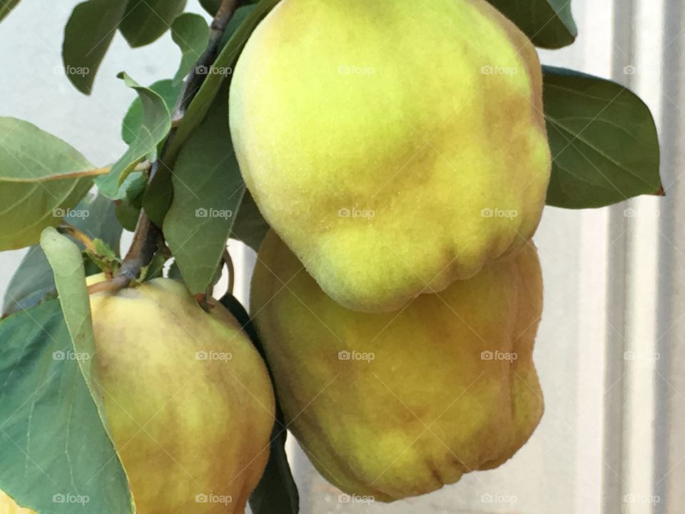 Quince fruit