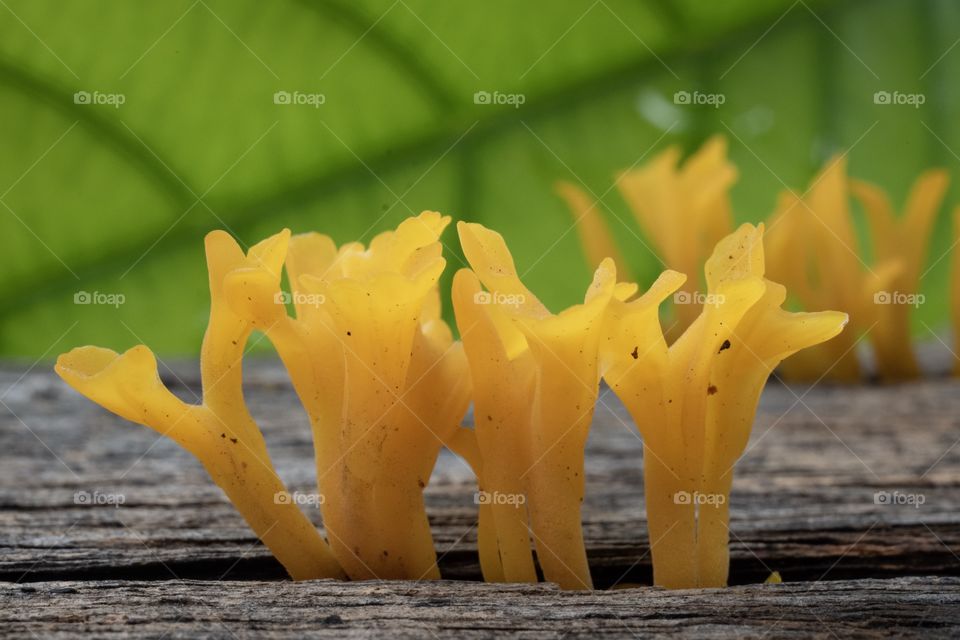 Beautiful yellow color of Wood destroying fungi 