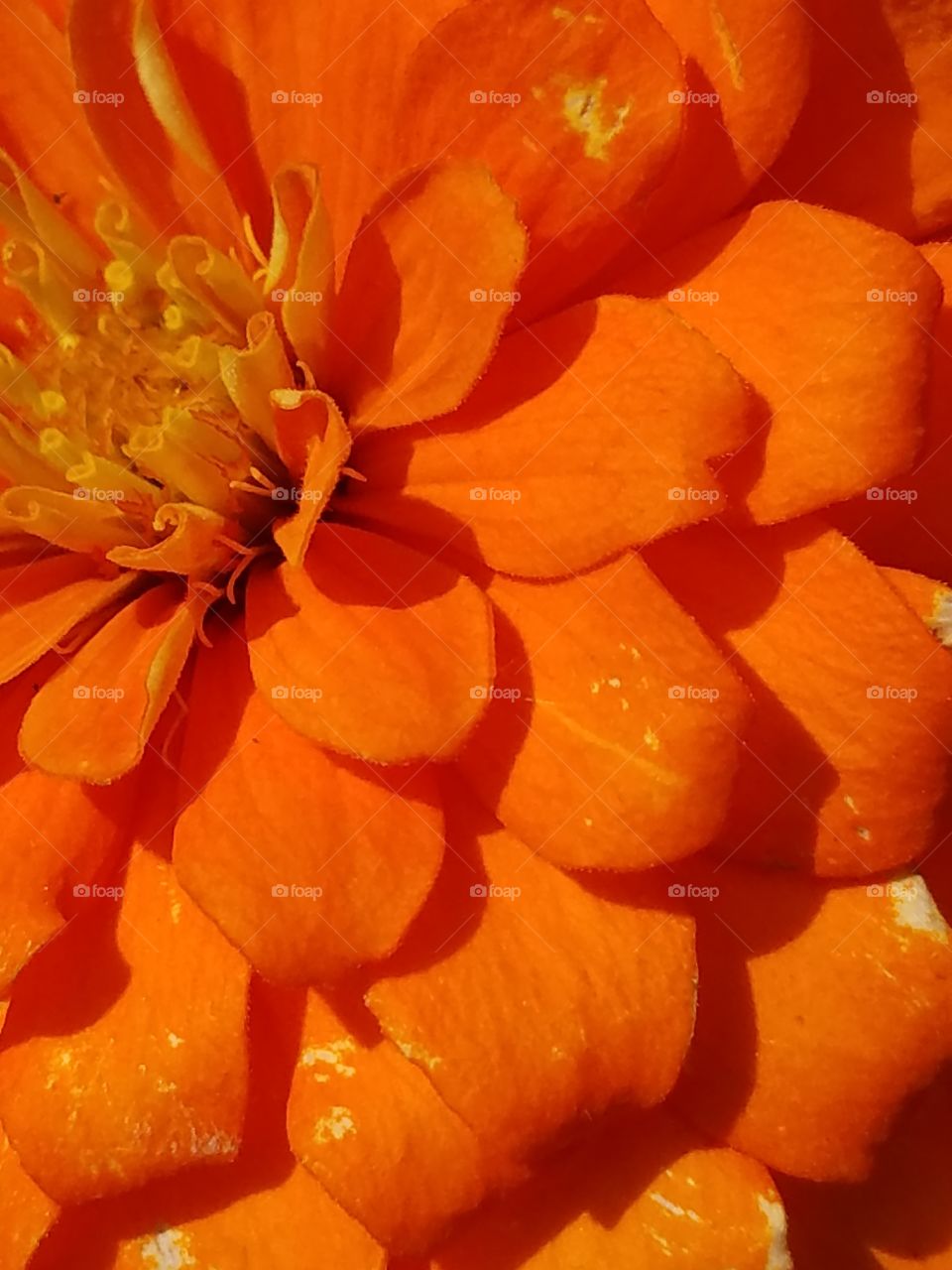 Orange petals