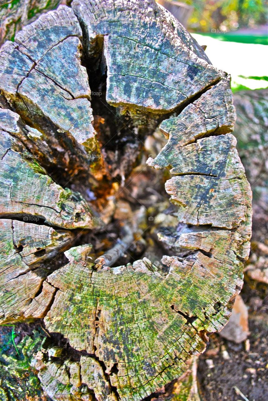 tree trunk found in wildwood park 
