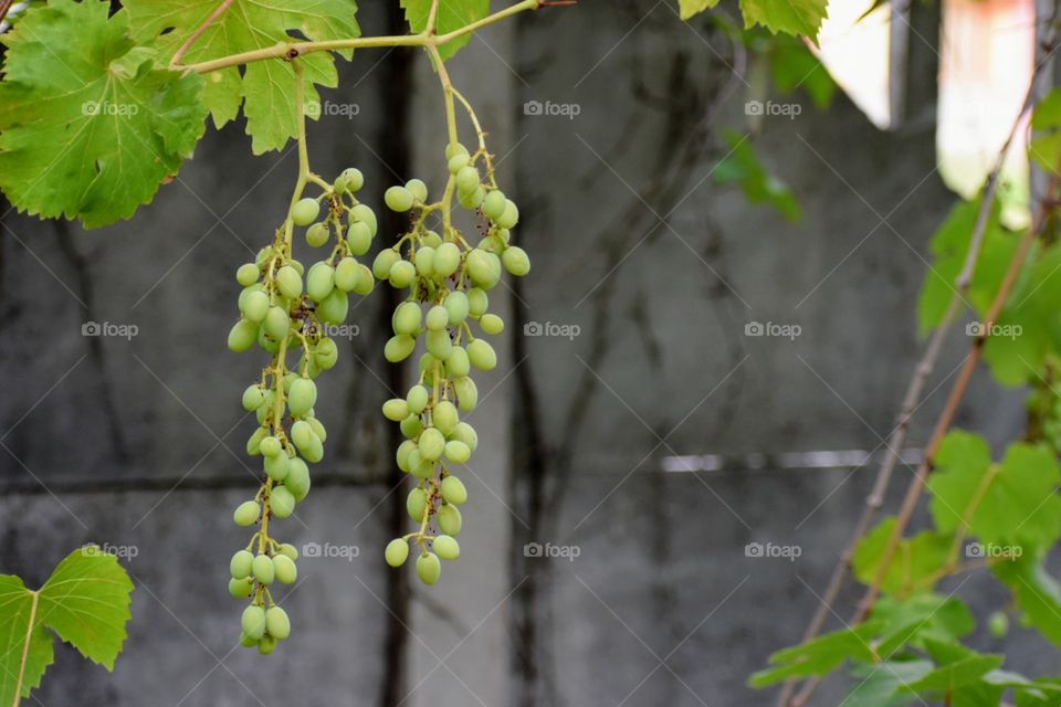  two grape bunches