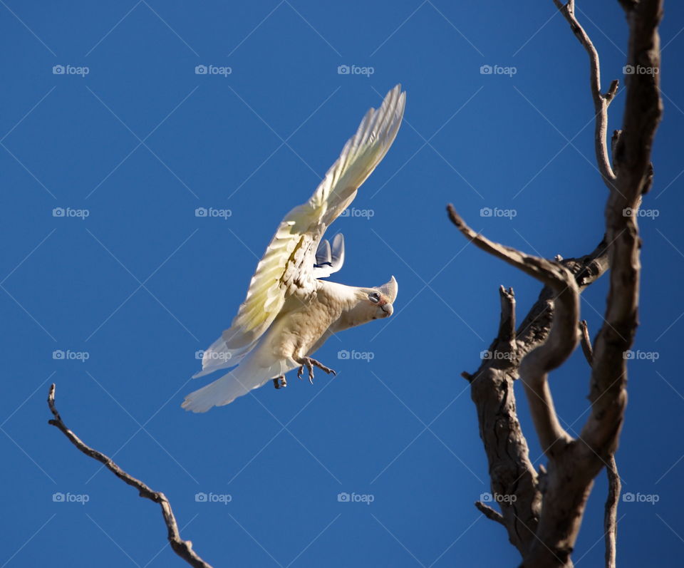 corella landing in a tree in a national park