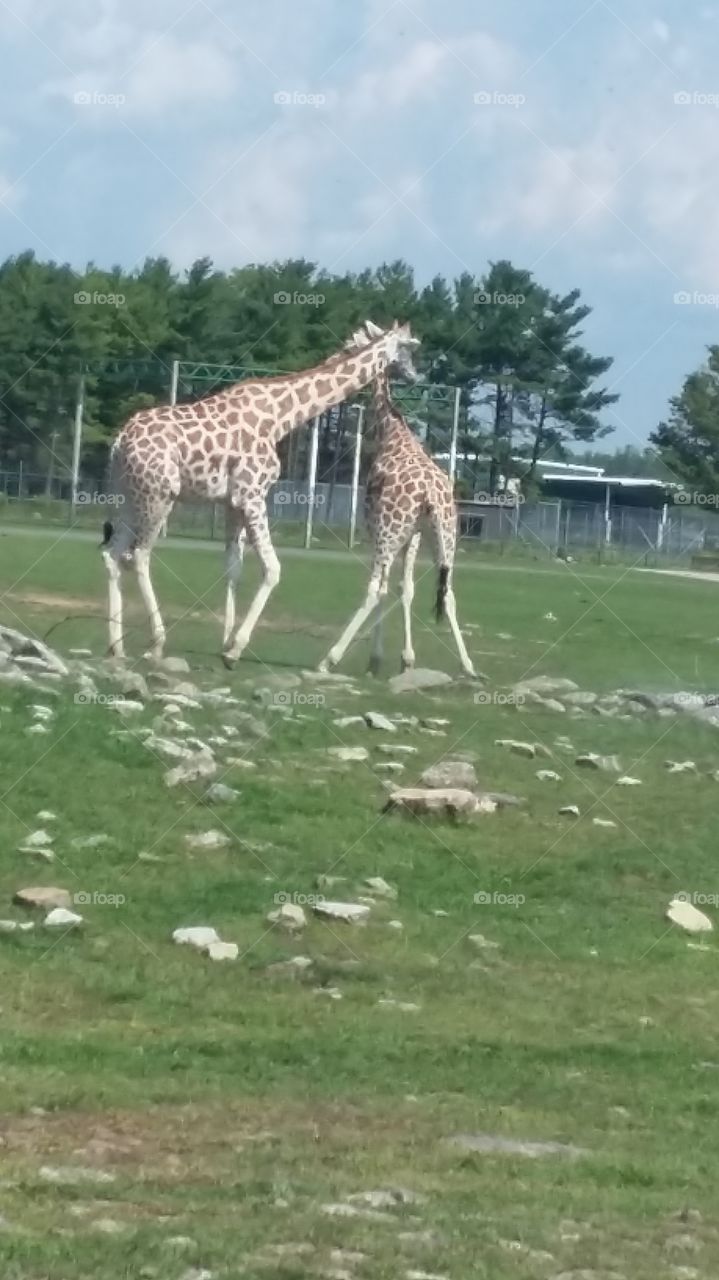Amazing world of giraffes